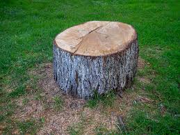 Best Root Management and Removal  in Henderson, KY