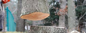 Best Fruit Tree Pruning  in Henderson, KY