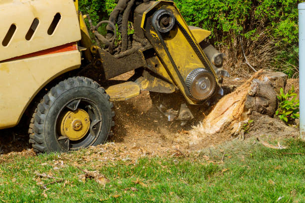 Best Hazardous Tree Removal  in Henderson, KY