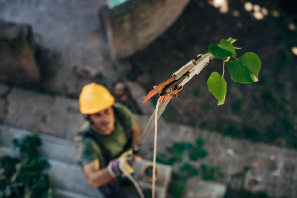 Best Tree Health Inspection  in Henderson, KY