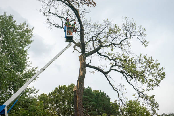 Best Firewood Processing and Delivery  in Henderson, KY