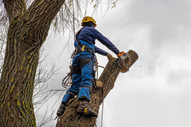 Best Palm Tree Trimming  in Henderson, KY