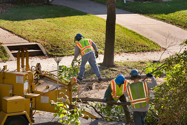 How Our Tree Care Process Works  in  Henderson, KY