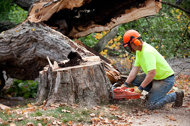 Best Stump Grinding and Removal  in Henderson, KY