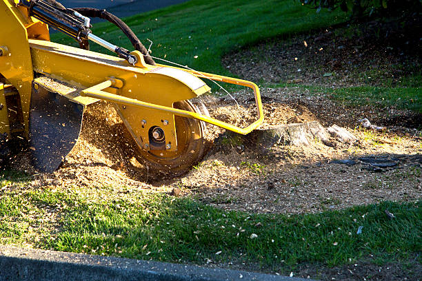 Best Lawn Watering Services  in Henderson, KY