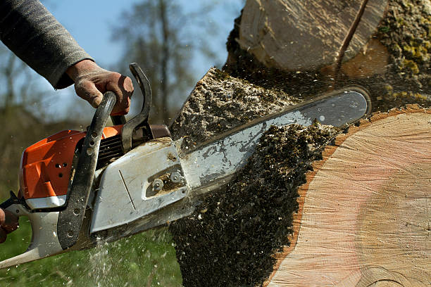 Best Storm Damage Tree Cleanup  in Henderson, KY